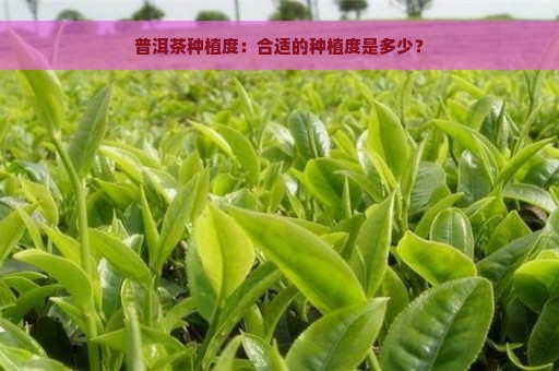 普洱茶种植度：合适的种植度是多少？