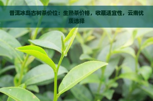 普洱冰岛古树茶价位：生熟茶价格，收藏适宜性，云南优质选择