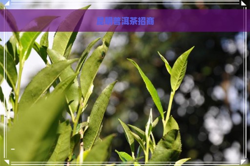 昆明普洱茶招商