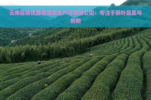 云南昆明优质普洱茶生产与销售公司：专注于茶叶品质与创新