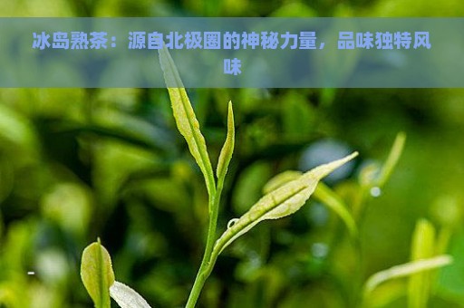 冰岛熟茶：源自北极圈的神秘力量，品味独特风味