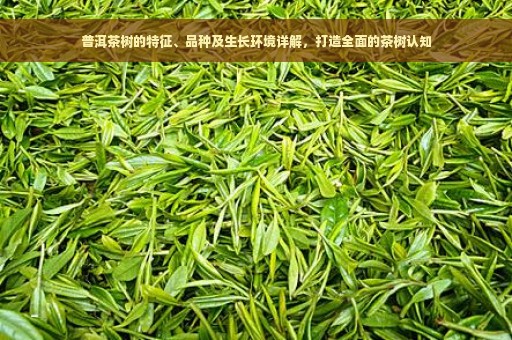 普洱茶树的特征、品种及生长环境详解，打造全面的茶树认知