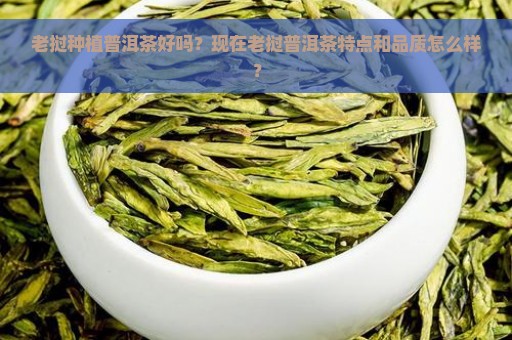 老挝种植普洱茶好吗？现在老挝普洱茶特点和品质怎么样？