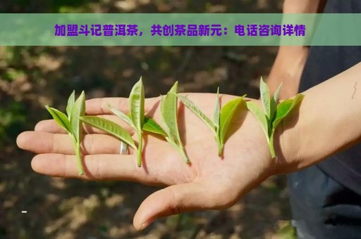 加盟斗记普洱茶，共创茶品新元：电话咨询详情