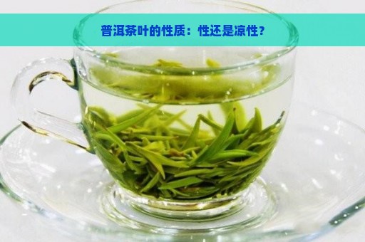 普洱茶叶的性质：性还是凉性？