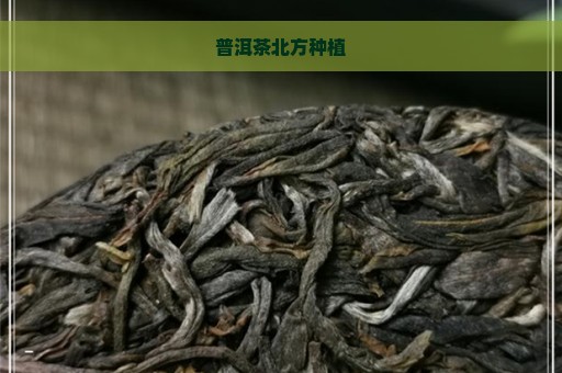 普洱茶北方种植