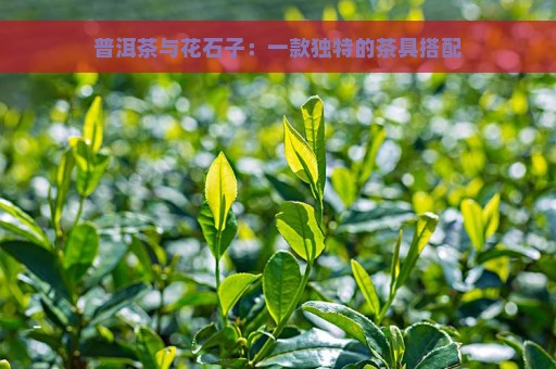 普洱茶与花石子：一款独特的茶具搭配