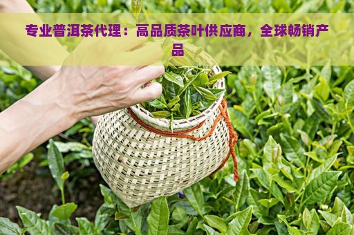 专业普洱茶代理：高品质茶叶供应商，全球畅销产品