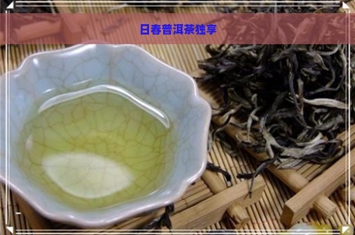 日春普洱茶独享