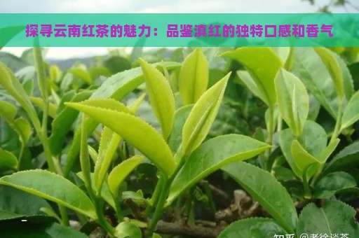 探寻云南红茶的魅力：品鉴滇红的独特口感和香气