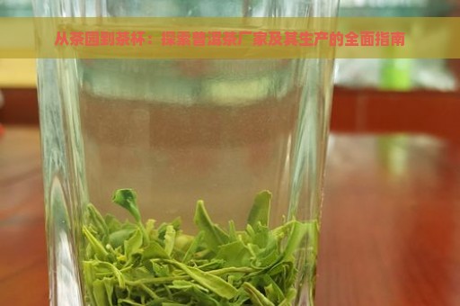 从茶园到茶杯：探索普洱茶厂家及其生产的全面指南