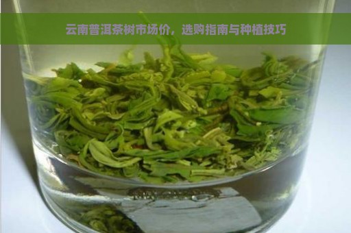 云南普洱茶树市场价，选购指南与种植技巧