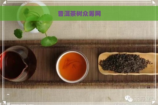 普洱茶树众筹网