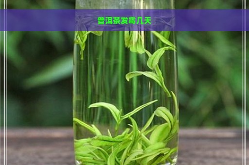 普洱茶发霉几天