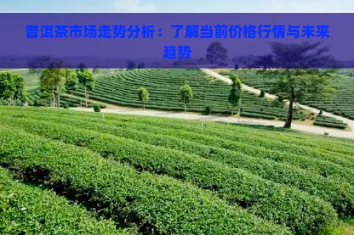 普洱茶市场走势分析：了解当前价格行情与未来趋势