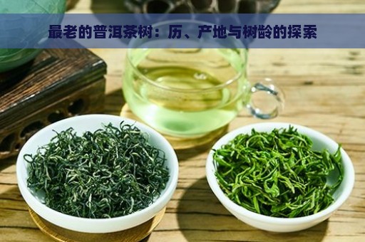 最老的普洱茶树：历、产地与树龄的探索