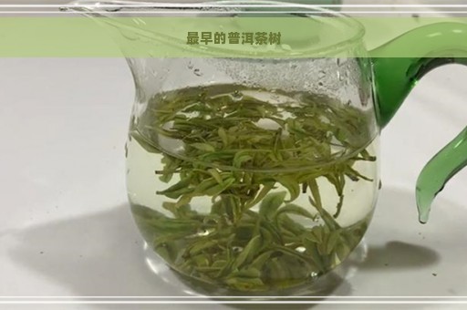 最早的普洱茶树