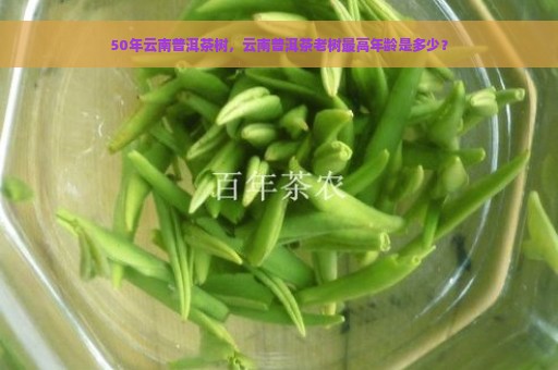 50年云南普洱茶树，云南普洱茶老树最高年龄是多少？