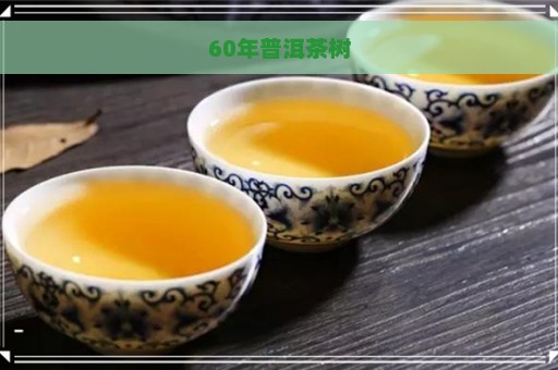 60年普洱茶树