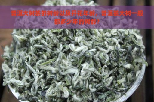 普洱大树茶的树龄以及开花年龄，普洱茶大树一般都多少年的树龄？