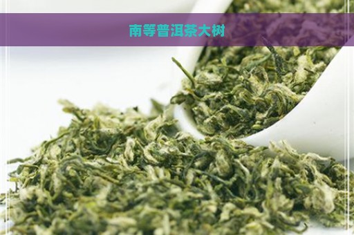 南等普洱茶大树