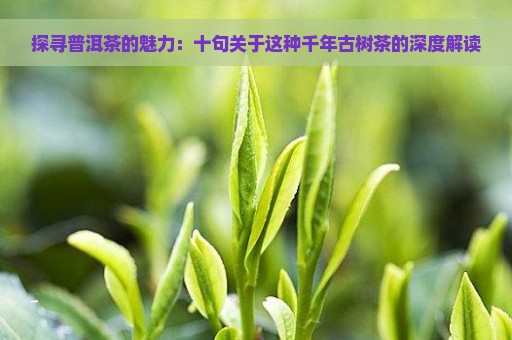 探寻普洱茶的魅力：十句关于这种千年古树茶的深度解读