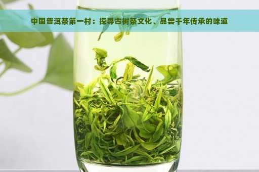 中国普洱茶第一村：探寻古树茶文化、品尝千年传承的味道