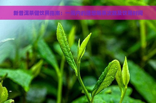 新普洱茶健饮用指南：一周内的理想喝茶次数及饮用时间