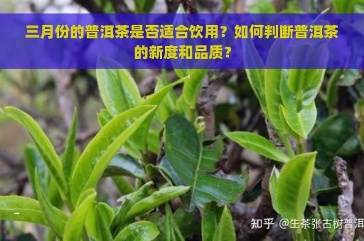 三月份的普洱茶是否适合饮用？如何判断普洱茶的新度和品质？