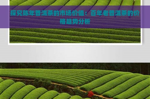 探究陈年普洱茶的市场价值：百年老普洱茶的价格趋势分析