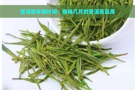 普洱茶采摘时间：揭秘几月的普洱茶品质