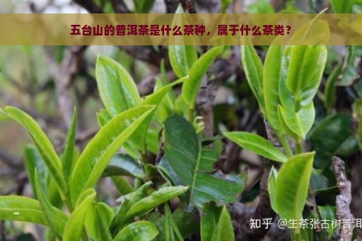 五台山的普洱茶是什么茶种，属于什么茶类？