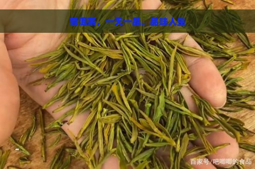 普洱茶，一天一品，品味人生