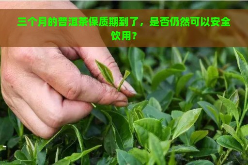 三个月的普洱茶保质期到了，是否仍然可以安全饮用？