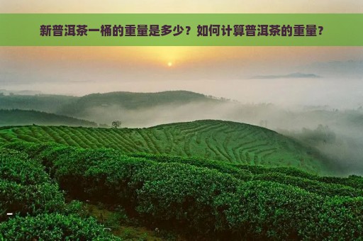 新普洱茶一桶的重量是多少？如何计算普洱茶的重量？