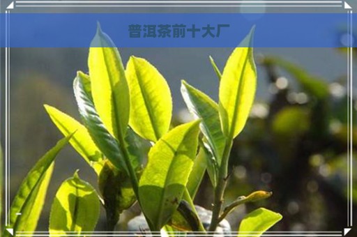 普洱茶前十大厂