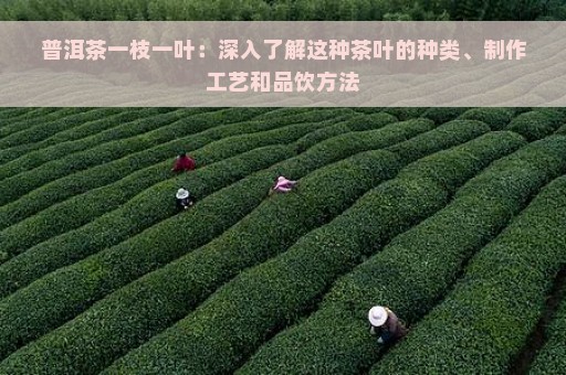 普洱茶一枝一叶：深入了解这种茶叶的种类、制作工艺和品饮方法