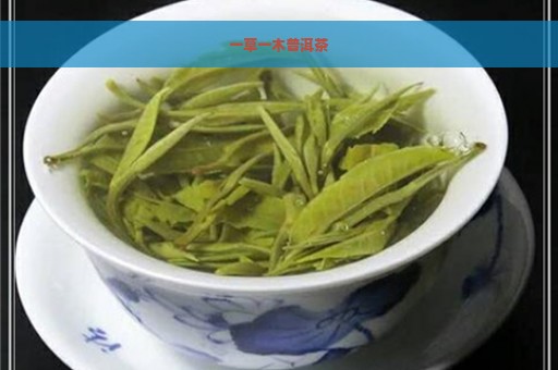 一草一木普洱茶