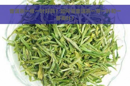 普洱茶一枝一叶好吗？如何泡普洱茶一芽一叶和一芽两叶？