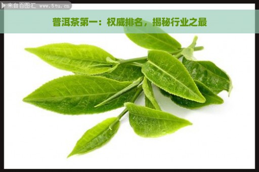 普洱茶第一：权威排名，揭秘行业之最