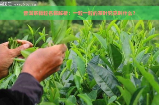 普洱茶颗粒名称解析：一粒一粒的茶叶究竟叫什么？