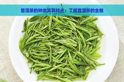 普洱茶的种类及其特点：了解普洱茶的全貌