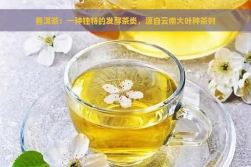 普洱茶：一种独特的发酵茶类，源自云南大叶种茶树