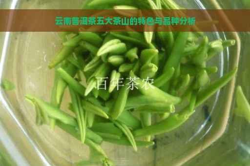 云南普洱茶五大茶山的特色与品种分析