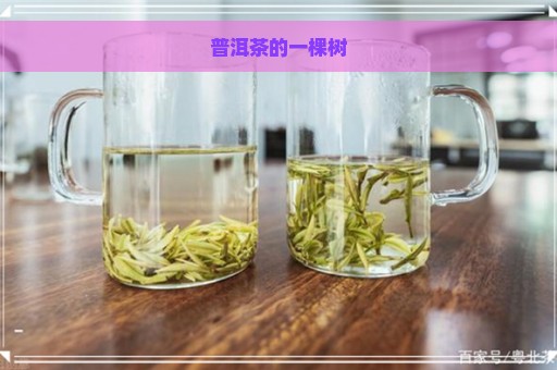 普洱茶的一棵树