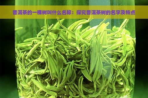 普洱茶的一棵树叫什么名称：探究普洱茶树的名字及特点