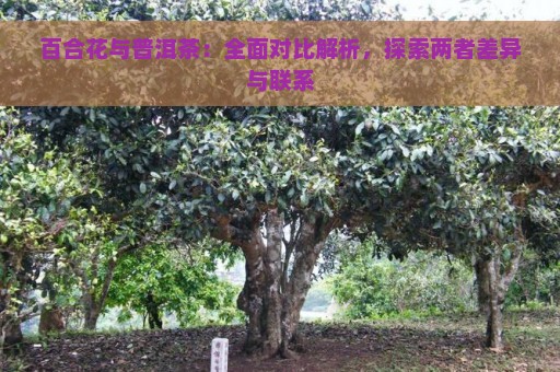 百合花与普洱茶：全面对比解析，探索两者差异与联系