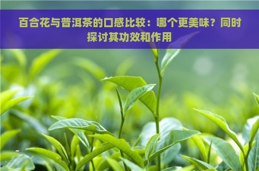 百合花与普洱茶的口感比较：哪个更美味？同时探讨其功效和作用