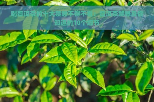 喝普洱茶的十大禁忌不得不看：普洱茶禁忌及你知道的10个细节