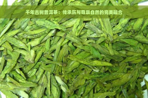 千年古树普洱茶：传承历与尊崇自然的完美融合